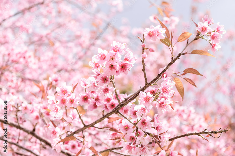 soft blur of pink flowers