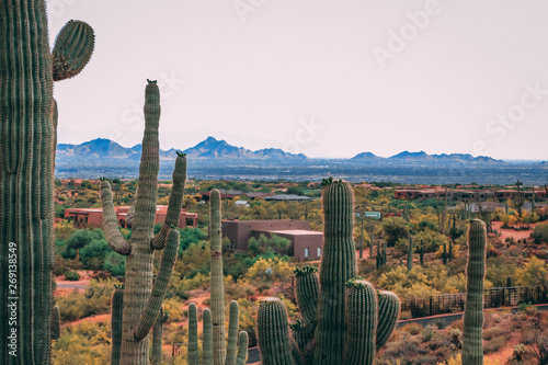 Saguaros and a southwest style home in the background photo