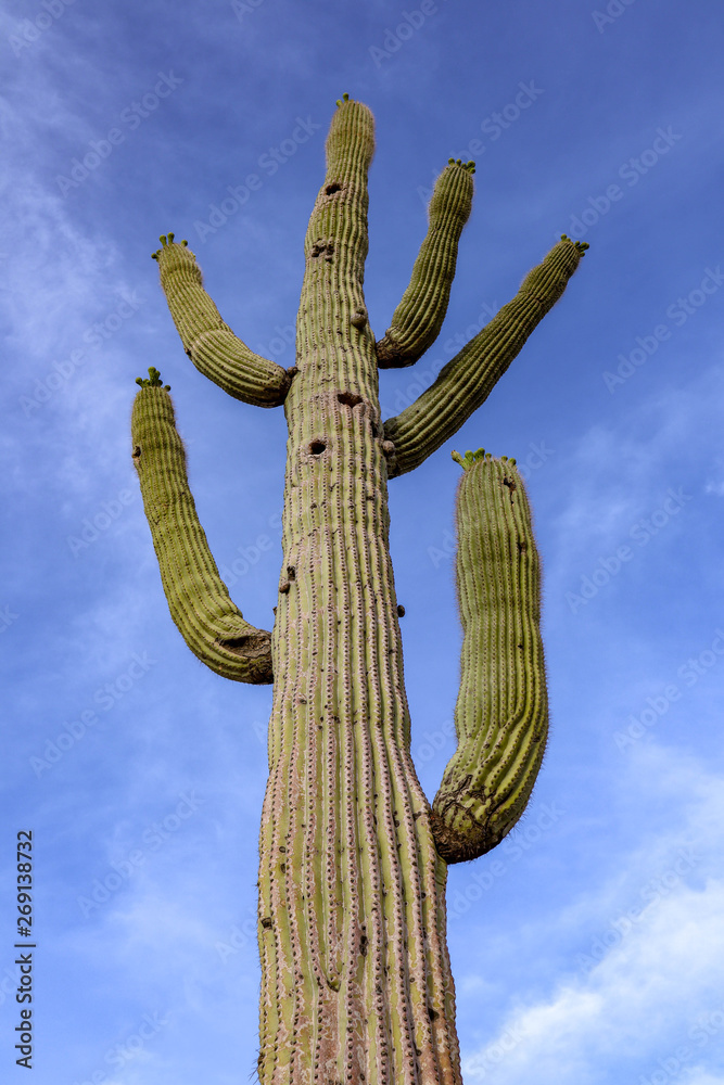 Giant Saguaro in the Scottsdale Desert
