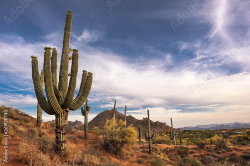 Giant Saguaro in North Scottsdale Sunset photo