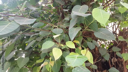 green leaves in the pond