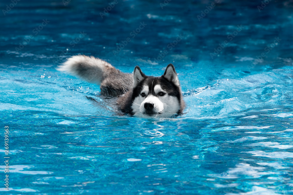 A mature Siberian husky male dog is swimming in a pool. He has black and white fur and blue eyes. The water has a blue color, with waves and splashes. It's a sunny summer day.