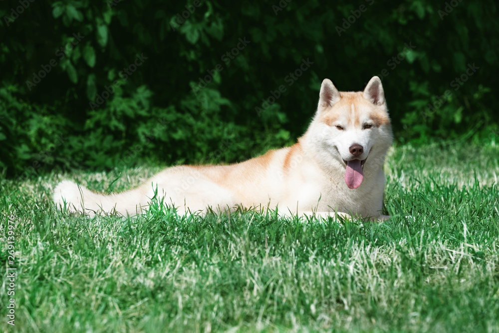 A young Siberian husky male dog is lying down on green grass. He has pale and white fur and brown eyes. There is a green ivy on the background. Grass is a bit dried.
