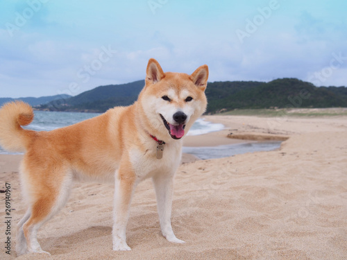 砂浜の柴犬