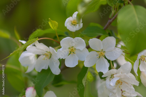 tree, apple, blossom, flower, blooming, spring, plant, nature, bloom, beautiful, season, flora, branch, trees, flowers, floral, pink, garden, beauty, green, color, background, white, natural, bright, 