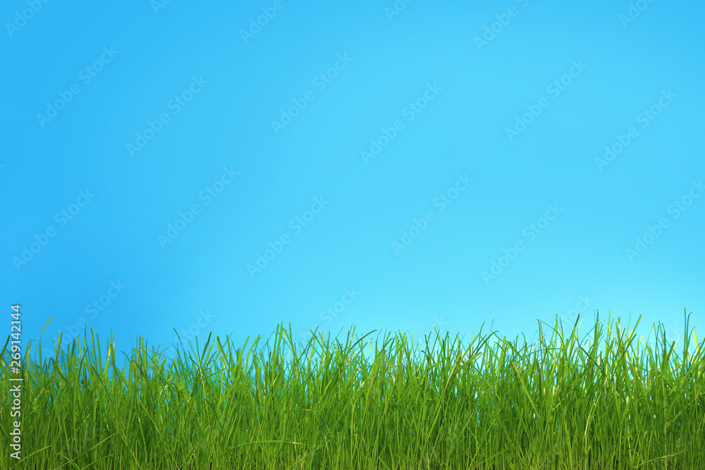 Trawa zielona na niebieskim tle. - obrazy, fototapety, plakaty 