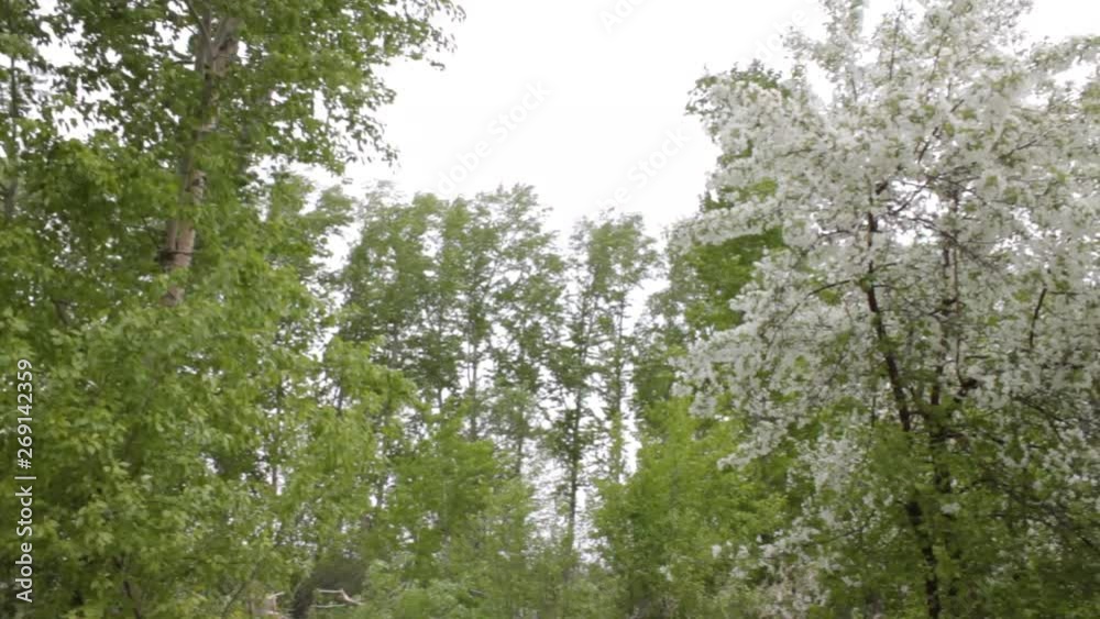 Apple-tree blossoming white flowers and strong wind Apple-tree blossoming white flowers and strong wind