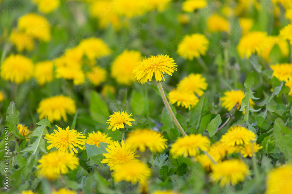 dandelion, background, dandelions, spring, nature, meadow, field, landscape, yellow, environment, green, flower, pollen, summer, season, flowers, plant, beautiful, sunlight, grass, sunny, countryside, dandelion, background, dandelions, spring, nature, meadow, field, landscape, yellow, environment, green, flower, pollen, summer, season, flowers, plant, beautiful, sunlight, grass, sunny, countryside,