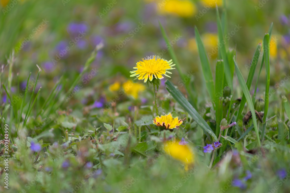 dandelion, background, dandelions, spring, nature, meadow, field, landscape, yellow, environment, green, flower, pollen, summer, season, flowers, plant, beautiful, sunlight, grass, sunny, countryside, dandelion, background, dandelions, spring, nature, meadow, field, landscape, yellow, environment, green, flower, pollen, summer, season, flowers, plant, beautiful, sunlight, grass, sunny, countryside,