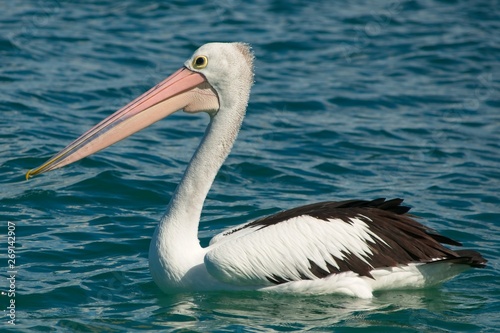 Closeup of australian pelican swimming close to shore.