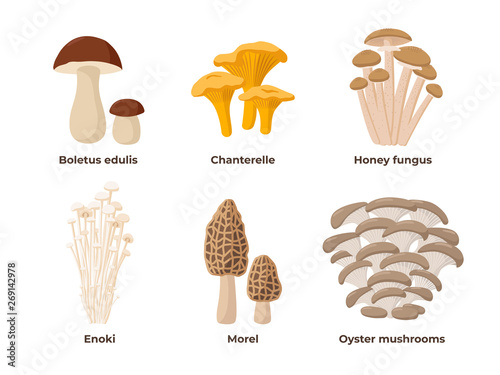 Mushroom set of vector illustrations in flat design isolated on white background. Cep, chanterelle, honey agaric, enoki, morel, oyster mushrooms edible mushrooms, infographic elements.