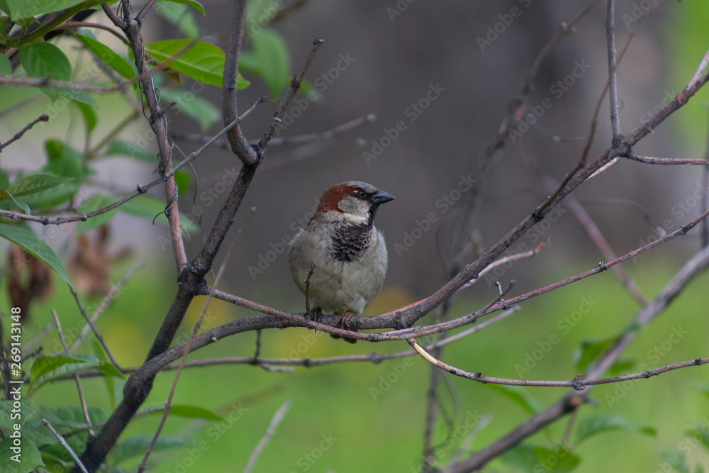 sparrow, branch, sparrows, bird, nature, wild, wildlife, animal, tree, background, close, house, feather, beak, avian, songbird, cute, brown, outdoors, up, wing, ornithology, beautiful, closeup, perch sparrow, branch, sparrows, bird, nature, wild, wildlife, animal, tree, background, close, house, feather, beak, avian, songbird, cute, brown, outdoors, up, wing, ornithology, beautiful, closeup, perch