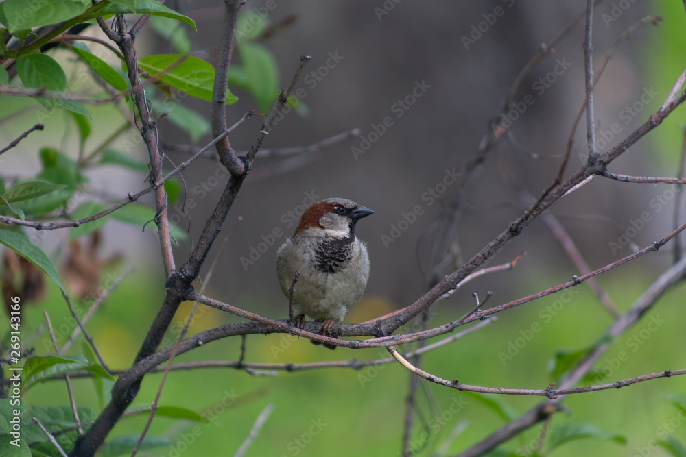 Obraz premium sparrow, branch, sparrows, bird, nature, wild, wildlife, animal, tree, background, close, house, feather, beak, avian, songbird, cute, brown, outdoors, up, wing, ornithology, beautiful, closeup, perch