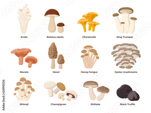Large Mushroom set of vector illustrations in flat design isolated on white. Cep, chanterelle, honey agaric, enoki, morel, oyster mushrooms, King oyster, shimeji, champignon, shiitake, black truffle.