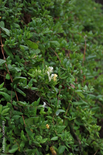 yellow and white flowers close-up against a wall overgrown with green leaves  summer in the garden