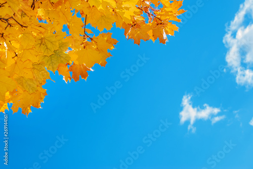 Autumn background with mapl...