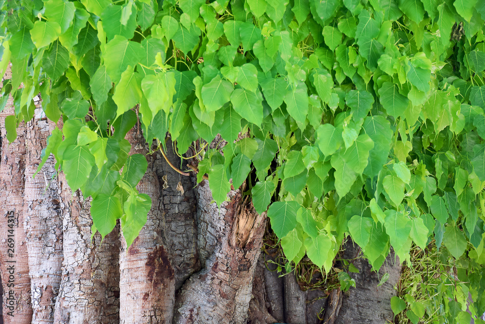 Green leaves of the big Bodhi tree nature background Green leaves of the big Bodhi tree nature background