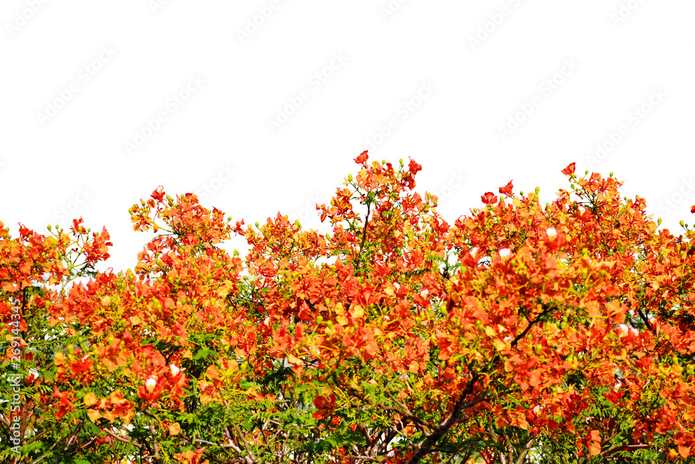 Royal Poinciana flowers on white background