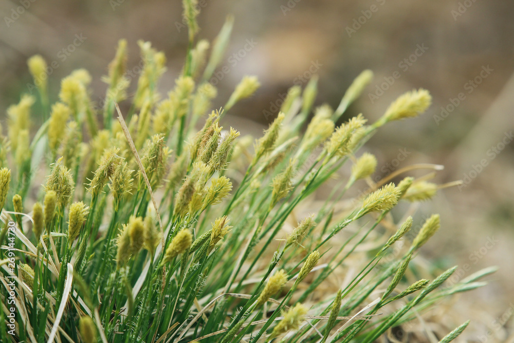 wild green grass in spring wild green grass in spring