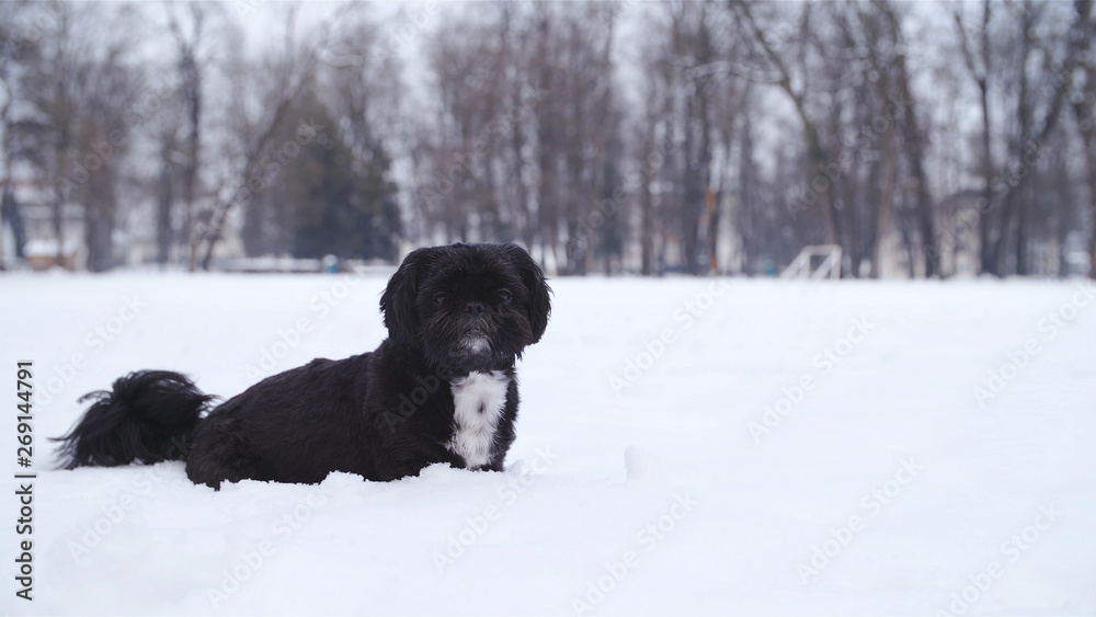 Small black dog alone in snow