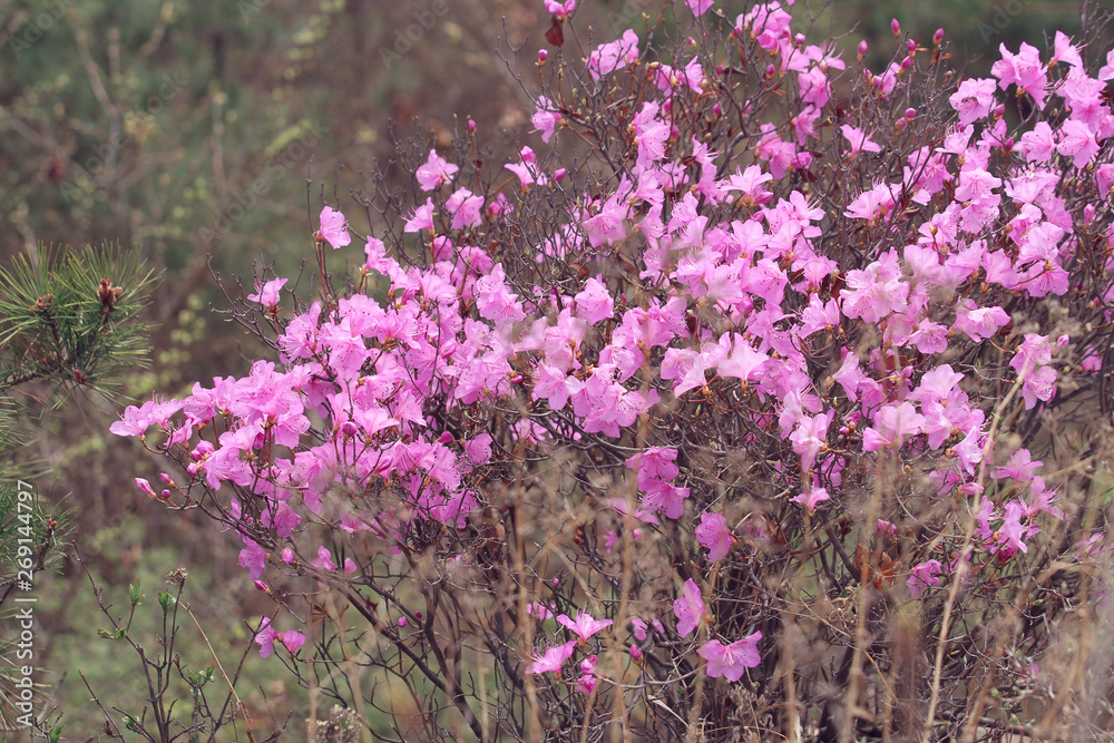 Obraz premium wild pink azalea on the mountain