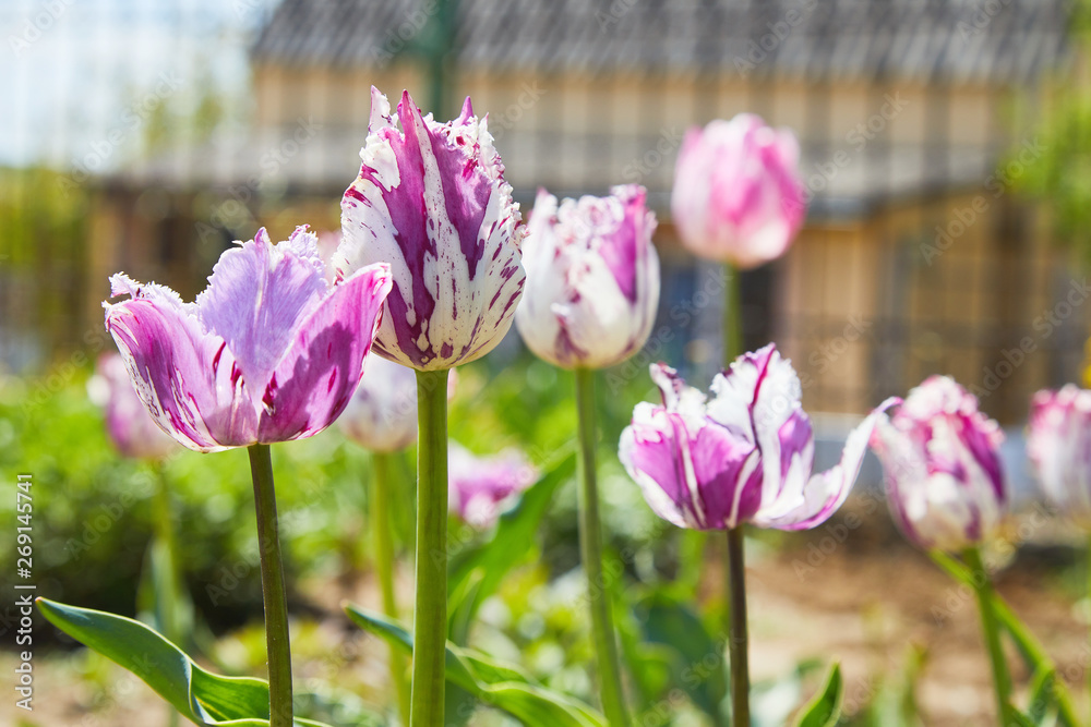 Tulip flowers with white-pink specks and fringed of petals. Purple and white parrot tulips outdoors. Close-up of a Rembrandt colouring Crispa tulip in pink and white mixture in a flowerbed