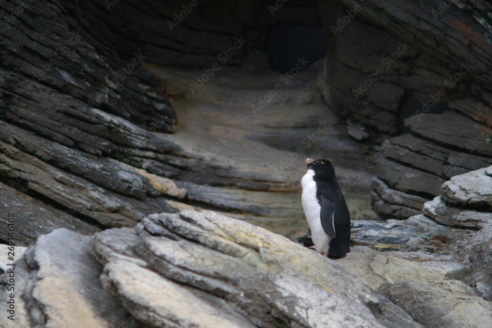 Obraz premium View of penguin against rocky background