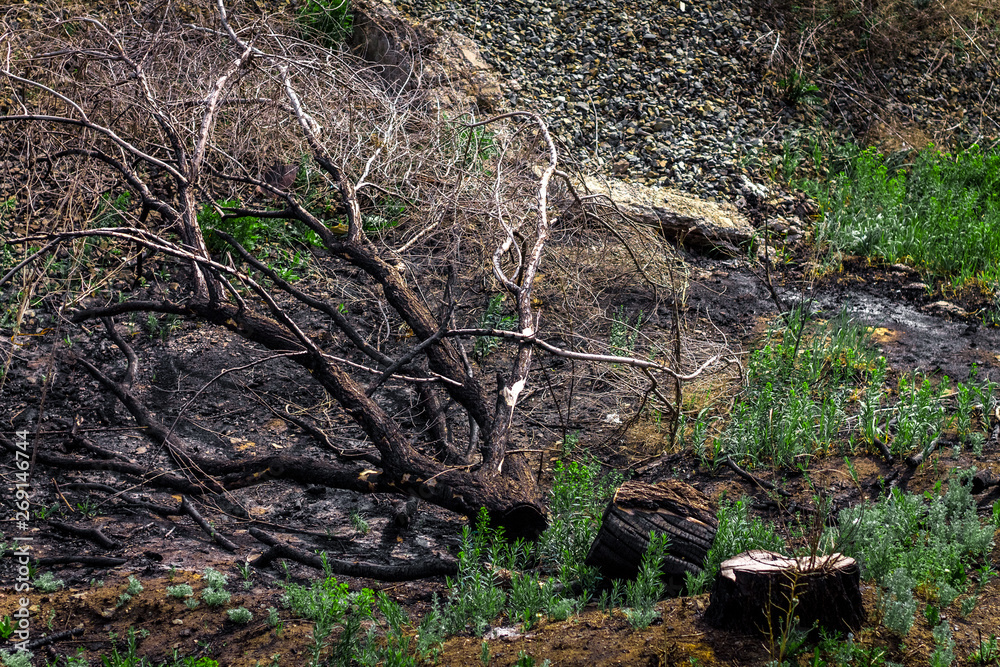 Fototapeta premium the burnt tree has broken and lies on the ground, and a new green grass is growing nearby