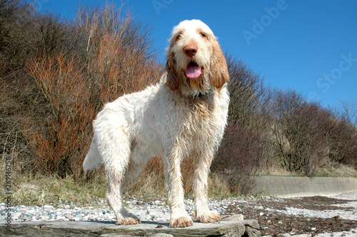 White-orange spinone dog stands at a beach in sunlight photo