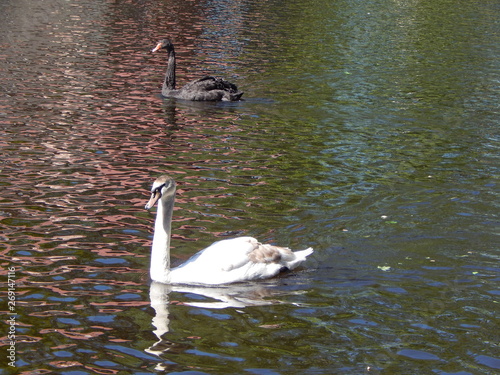 One black and one white swan swims in a pond on a summer day