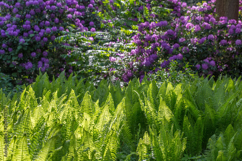 Fern and blurred rhododendrons in background (public park Tiergarten in Berlin, Germany)