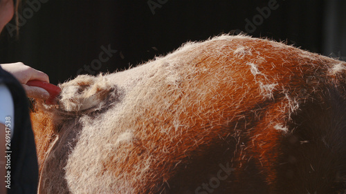 Foto Shedding horse hair with brush