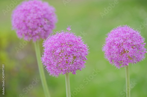 purple allium flower in garden