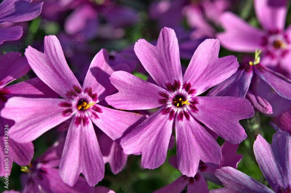 purple flowers in the sunlight, close-up, bokeh purple flowers in the sunlight, close-up, bokeh