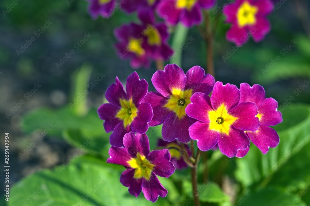 purple flowers in the sunlight, close-up, bokeh