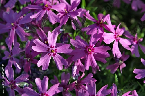 purple flowers in the sunlight, close-up, bokeh