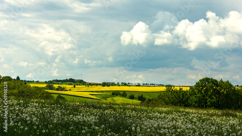 Bernstadt auf dem Eigen, Saxony/Germany - May 21st 2019. Scenic View of a yellow brassica rape seed field in the distance with ripe dandelion flower meadow in foreground  photo