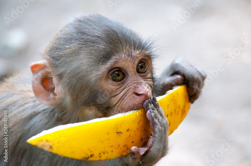 Long tailed young macaque monkey eating melon.