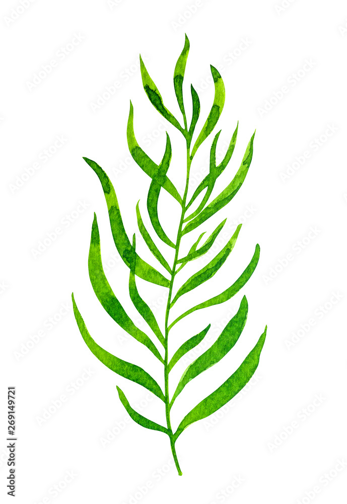 Watercolor green leaf isolated on white background Watercolor green leaf isolated on white background