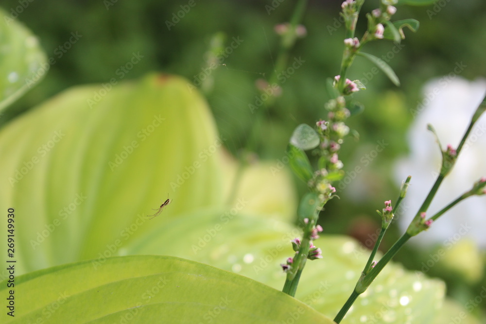 Obraz premium green leaf with water drops
