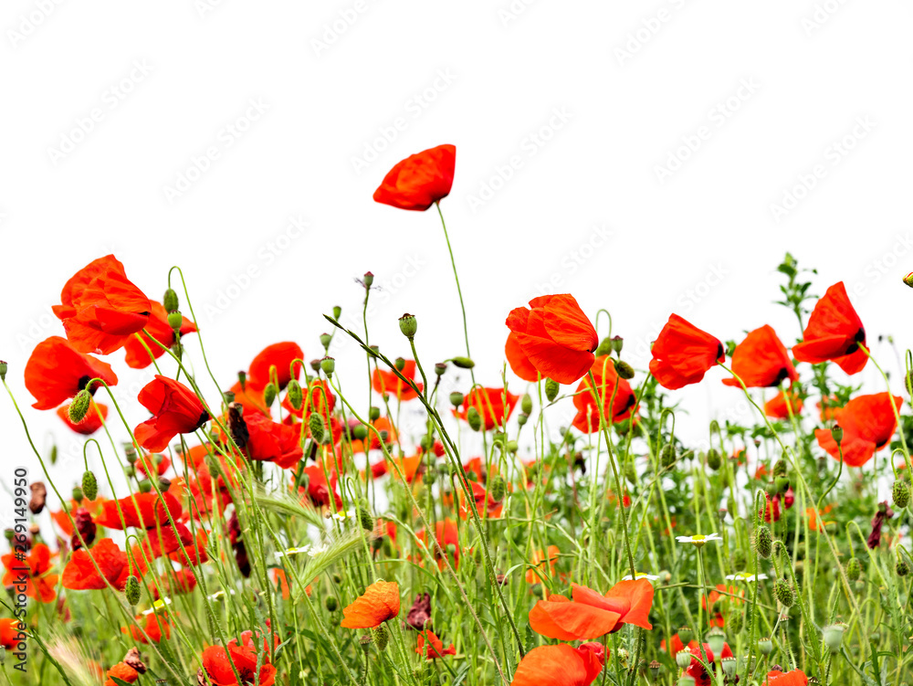 Fototapeta premium Red poppies isolated on white background