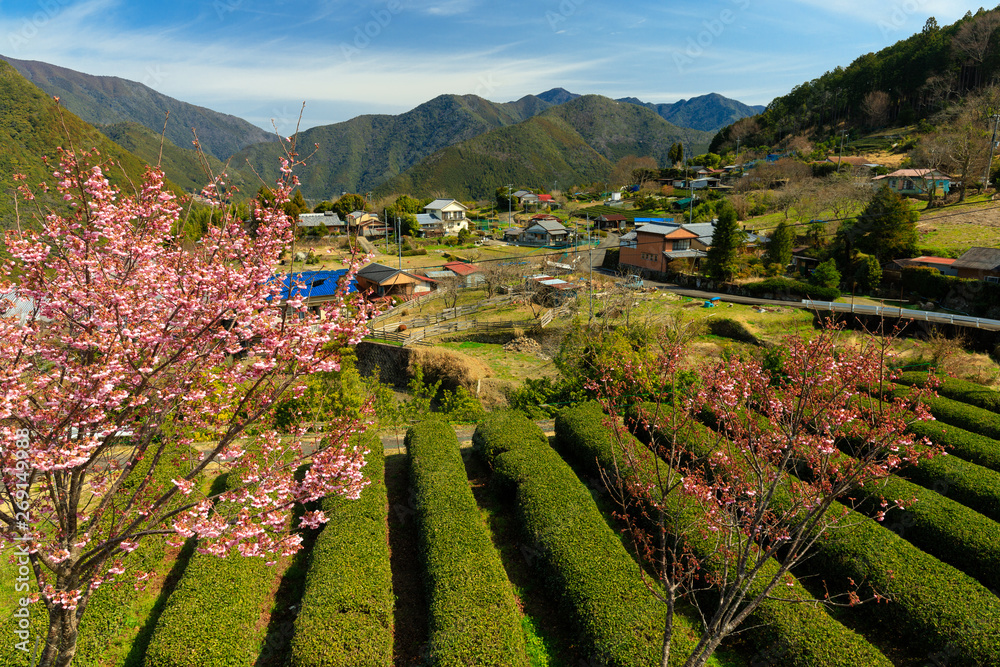 Japanese tea field at spring
