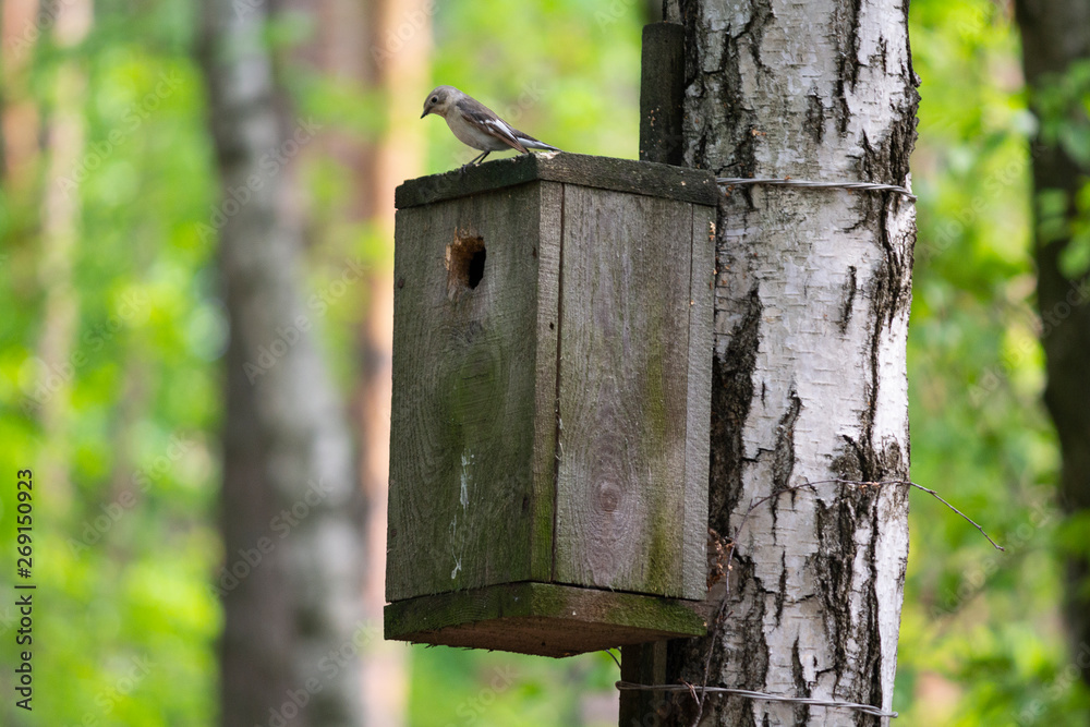 Bird sitting on a birdhouse in the spring forest Bird sitting on a birdhouse in the spring forest
