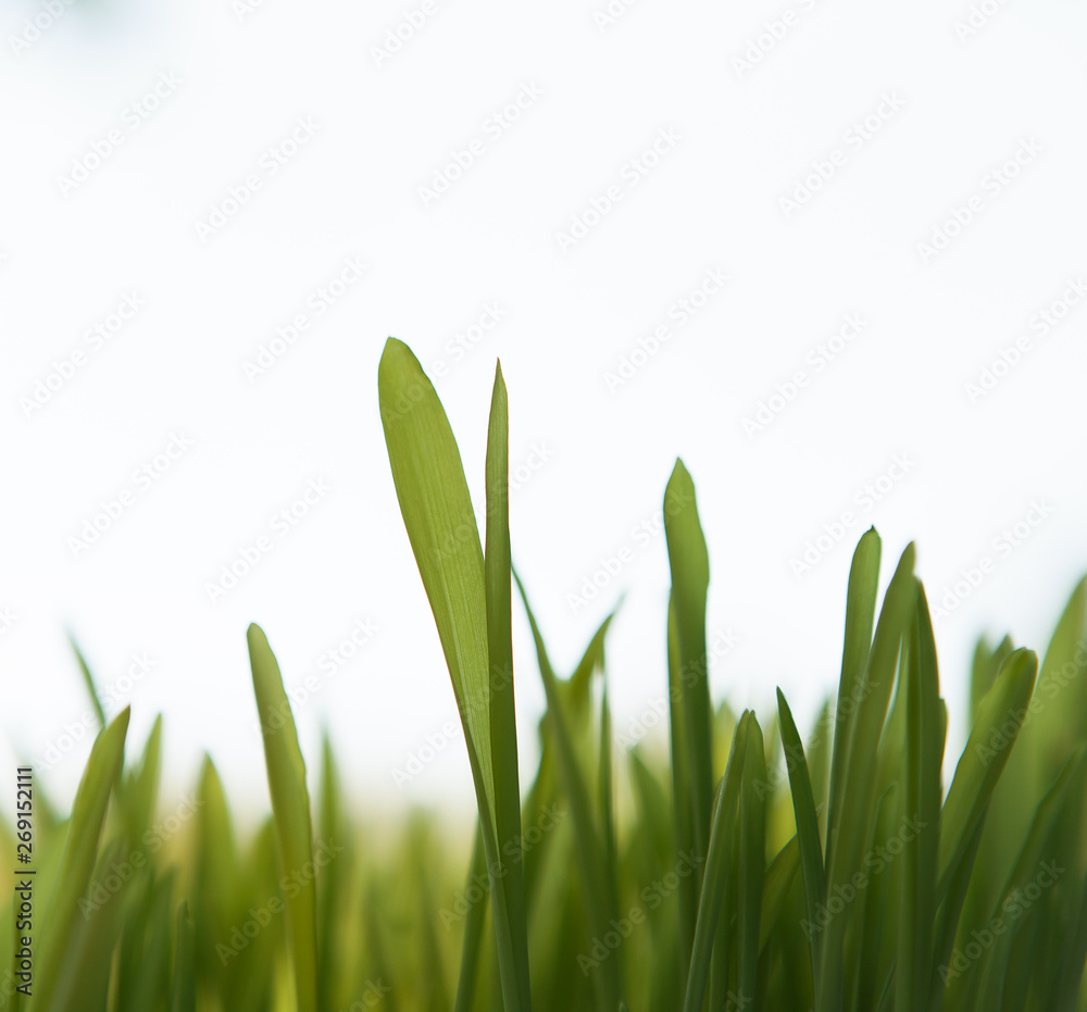 Fototapeta premium Microgreen background in natural light