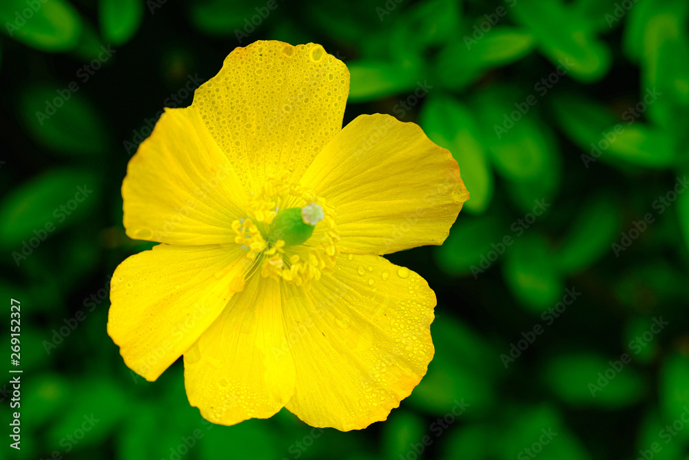 Yellow flower on green bakground, with dewdrops on the petals. Yellow flower on green bakground, with dewdrops on the petals.
