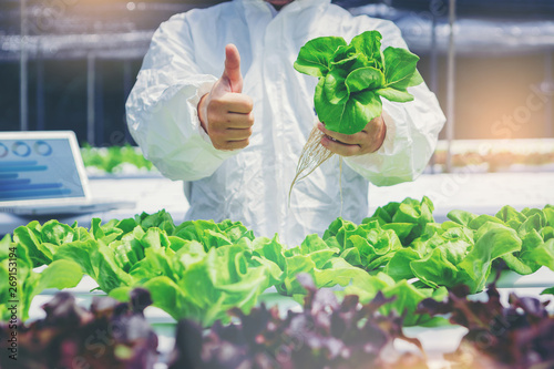 Farmer, Owner hydroponics vegetable farm in chemical suit collected the green butter head vegetables and present to you with thumb up. Selected focus
