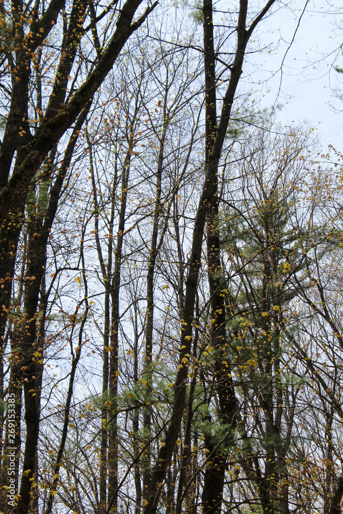 spooky leaning trees spooky leaning trees