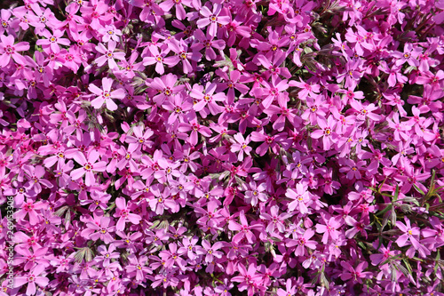Background of pink flowers (Phlox) in spring
