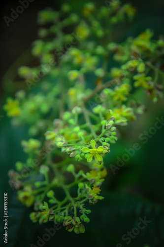 green leaf background