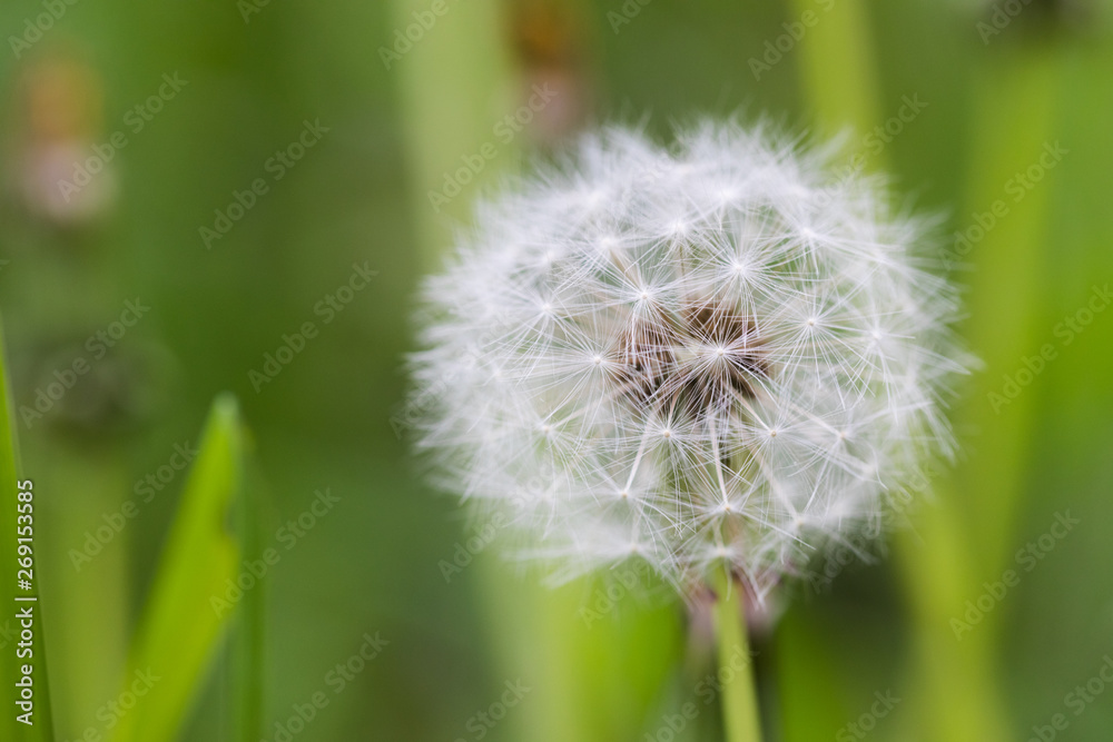 Fototapeta premium Dandelion flying on green background